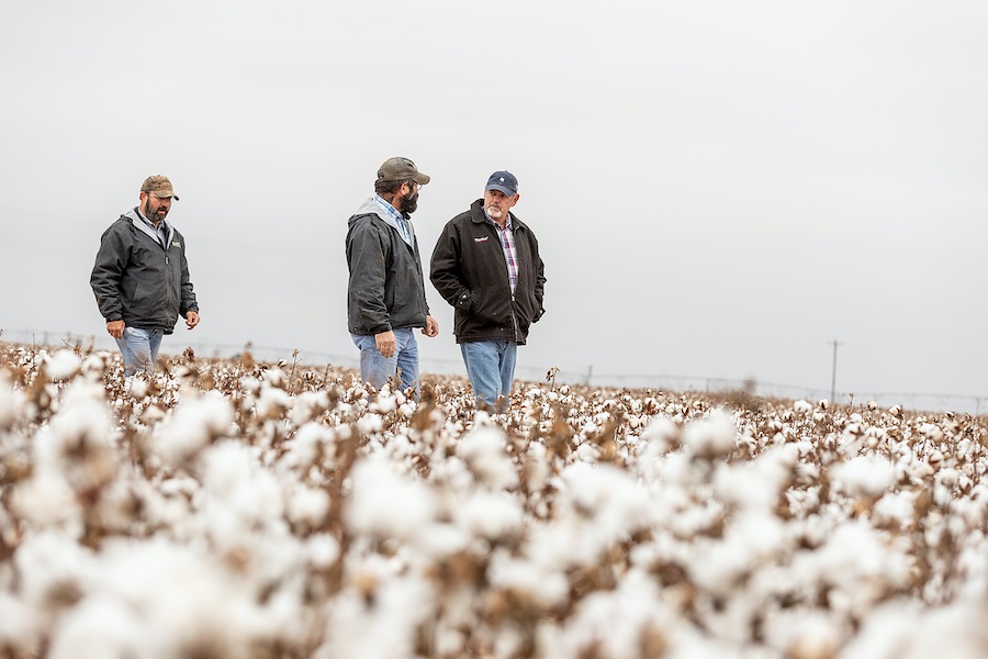 Two farmers and a BASF employee in a cotton field in Texas, USA, during the harvest season. BASF has developed two new herbicide-tolerant cotton traits: Axant Flex™ is the first and only quad-stack herbicide trait package available for farmers in the United States. Seletio TP™, a first-of-its-kind herbicide tolerant technology for grass control for farmers in Brazil. Both traits enable farmers to more effectively control resistant weeds more effectively. © 2025 Photo: BASF