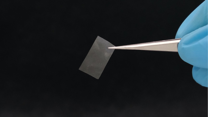 The thin mycelial film is almost transparent and has good tensile strength. It could be used as a living bioplastic © 2025 Picture: Empa