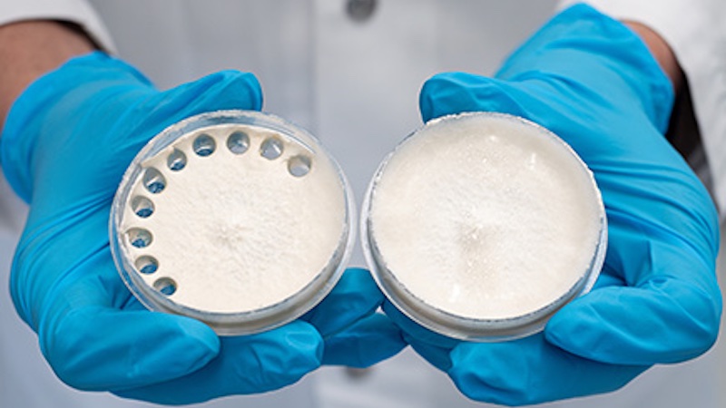 The fungal culture of the split-gill mushroom on a culture medium. Samples were taken from the Petri dish on the right  © 2025 EMPA