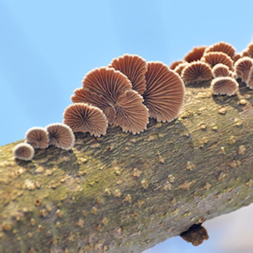 In nature, the split-gill mushroom grows on dead wood and forms fruiting bodies that are considered edible mushrooms in many parts of the world. © 2025 EMPA /  Image: Adobe Stock