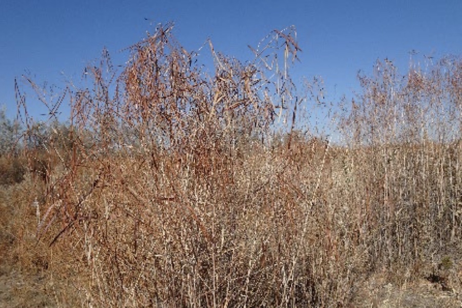 Apocynum ssp. (kendyr) wild population © 2025 STFI