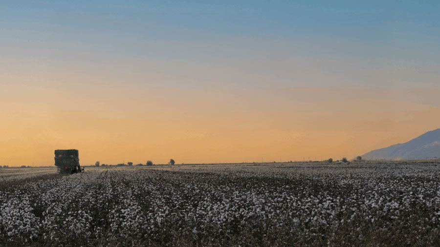 (c) 2025 Better Cotton